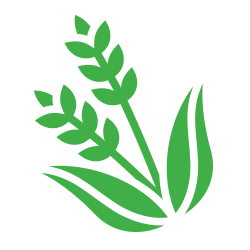 green rice plant icon