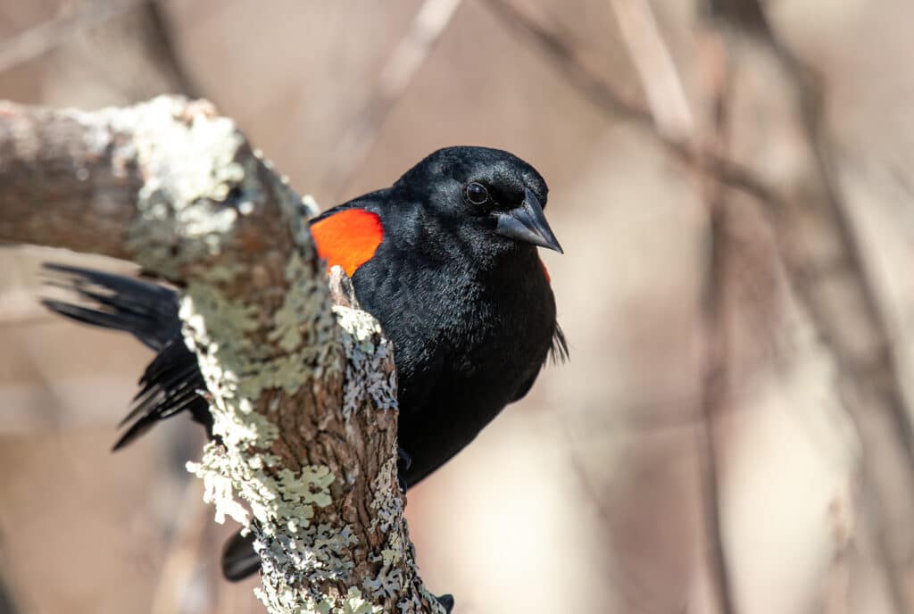 red-winged blackbird partially hidden by tree branch